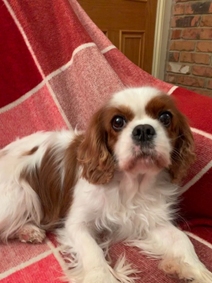 cavalier king charles spaniel rescue chicago