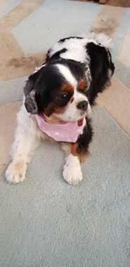 cavalier king charles spaniel rescue new england